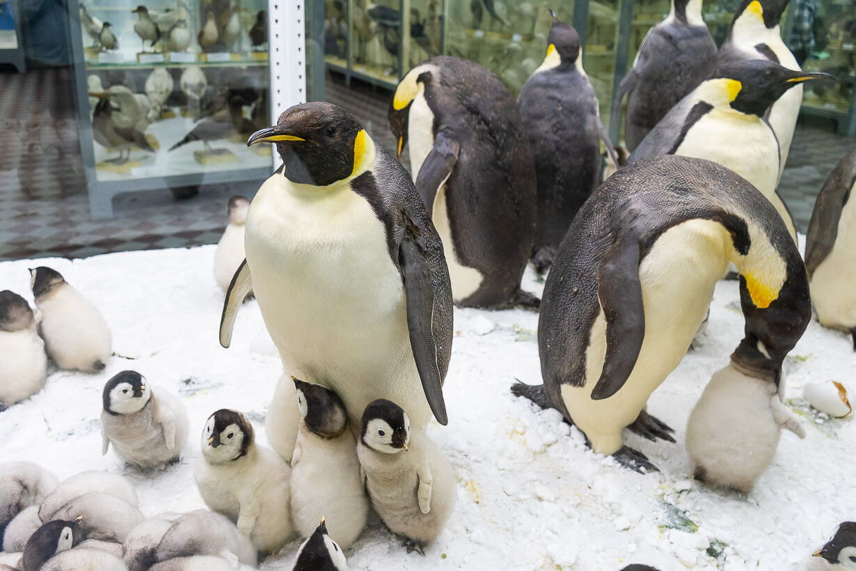 Pingviinit, Pietarin eläintieteellinen museo