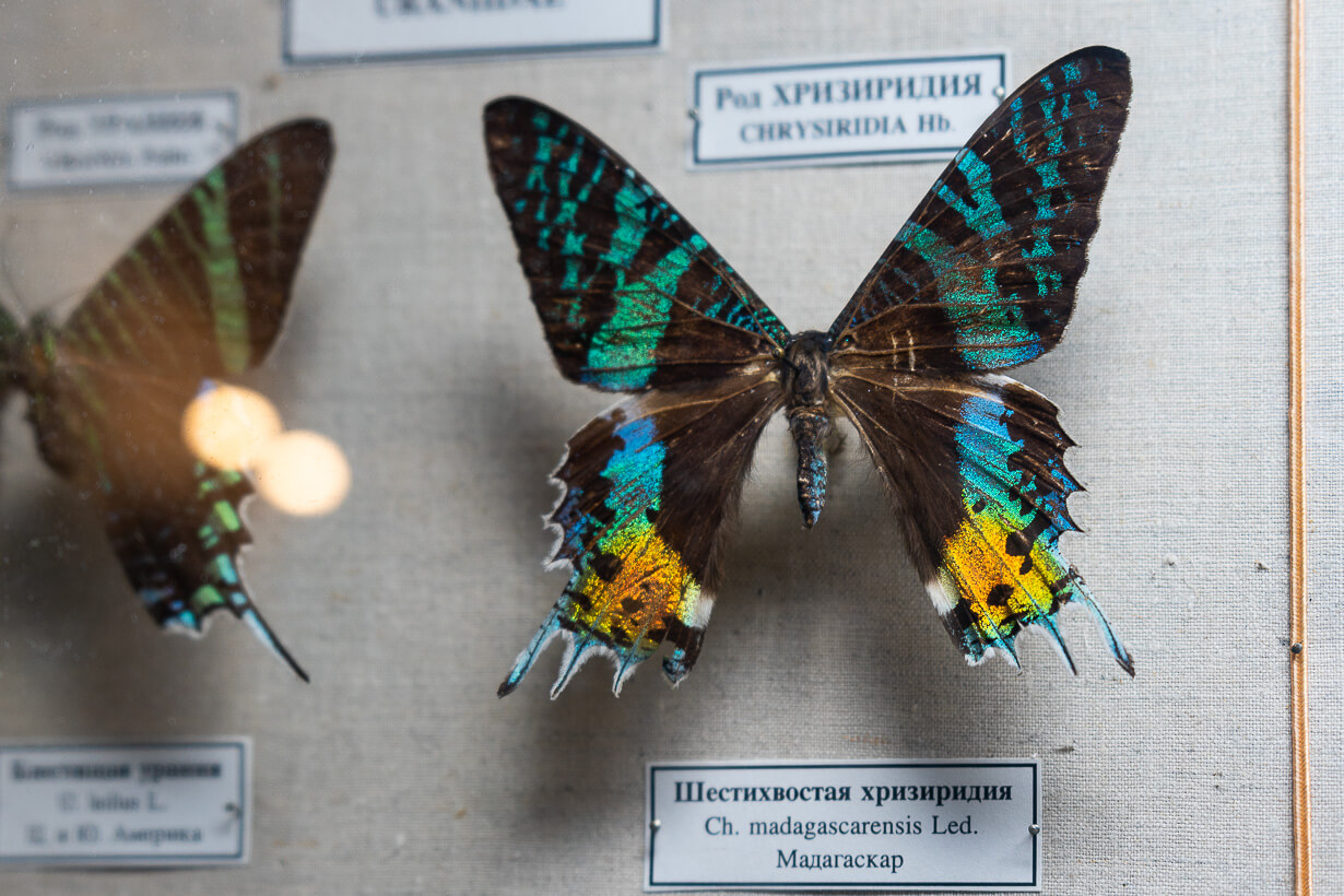 Perhosia Pietarin eläintieteellisessä museossa